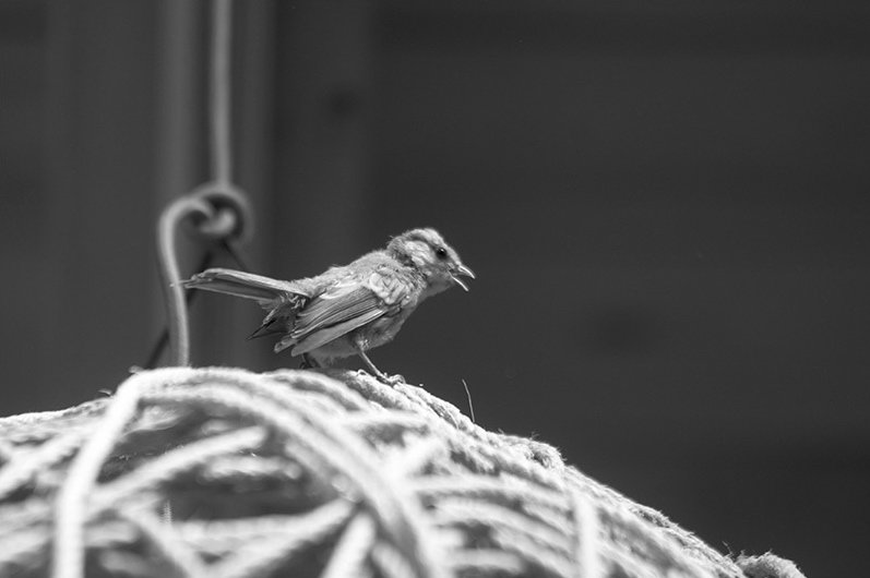 Vogel auf einer Kugel, Vogelperspektive