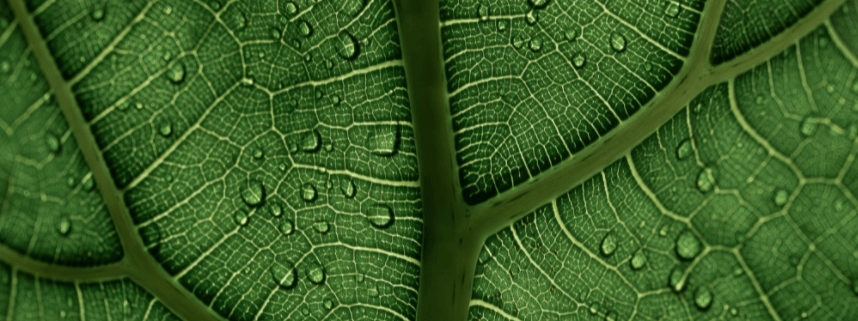 Positive Führung für lebendige Organisation – Mit PERMA Lead 360°Feedback Prozesse gestalten