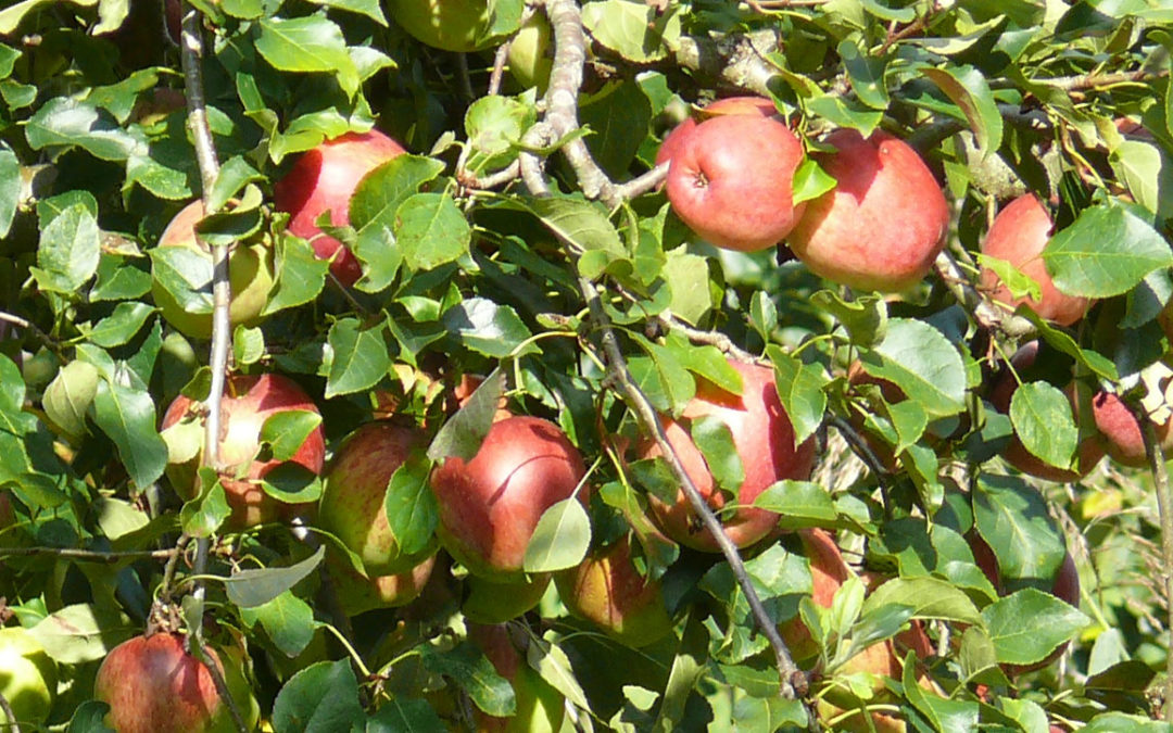 SOCIUS Werkstatt: Selbstsorge und Resilienz im Beruf