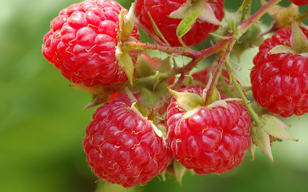 ausgebucht: SOCIUS Werkstattzyklus: gemeinnützige Organisationen entwickeln – gOe! neu: in Stolzenhagen
