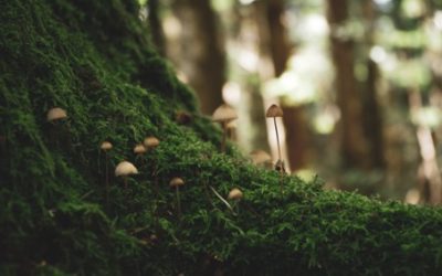Regenerative Cultures – Ein Umriss